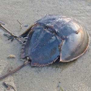 Horseshoe Crab on sand