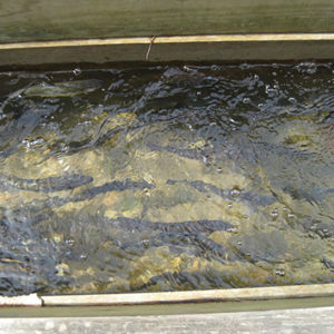 Mill Pond Herring Run protection
