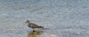 willet bird in water