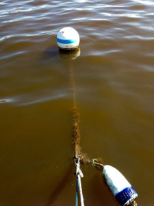 buoy muck