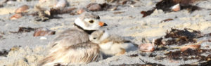 piping plovers