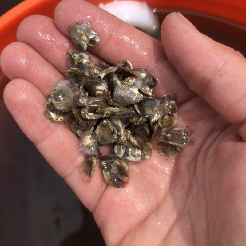 Hyannis Oyster Upweller Barnstable Clean Water Coalition