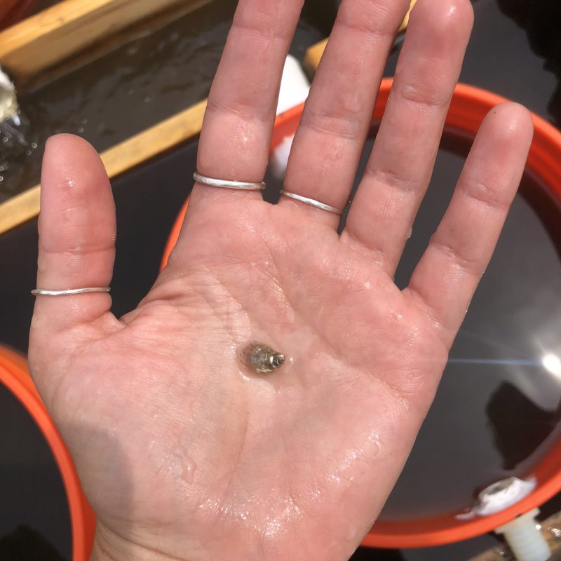 Hyannis Oyster Upweller Barnstable Clean Water Coalition