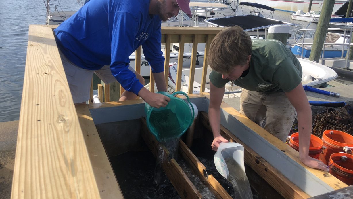 Hyannis Oyster Upweller Barnstable Clean Water Coalition
