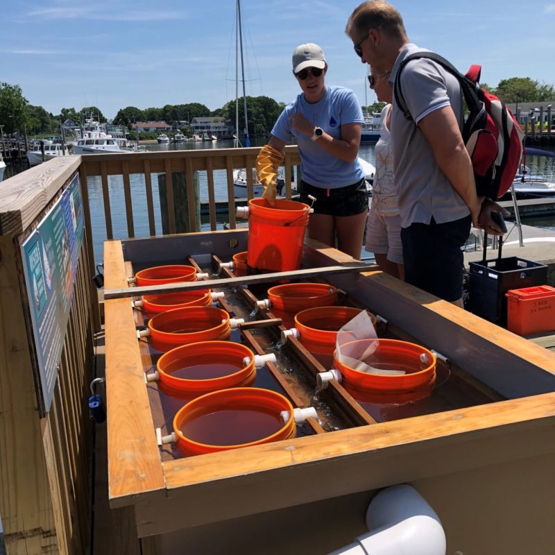 Hyannis Oyster Upweller Barnstable Clean Water Coalition
