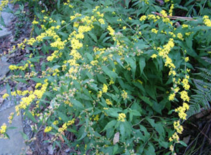 Bluestem Goldenrod