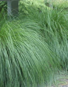 Prairie dropseed