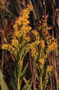 Seaside Goldenrod