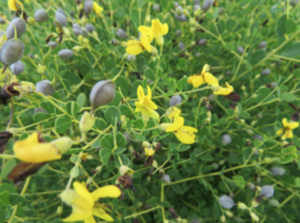 Yellow Wild Indigo