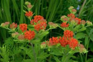 Butterfly Weed Flower