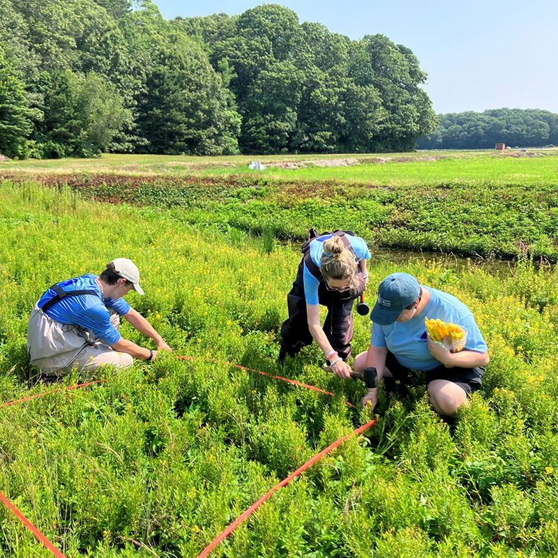 cranberry bog study