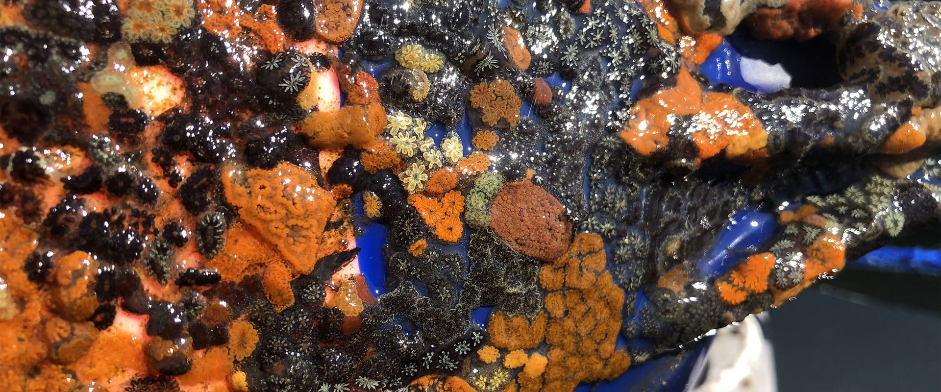 Marine Invasive Species Monitoring