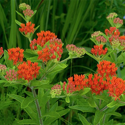 Butterfly Weed Flower