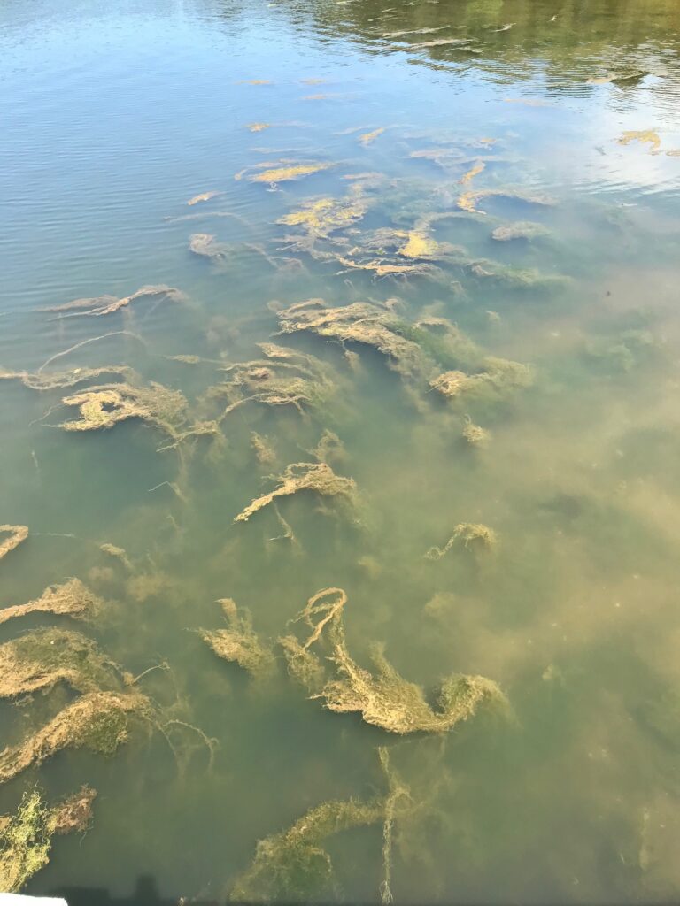 Clear pond water with visible yellow-green algae mats floating below the surface