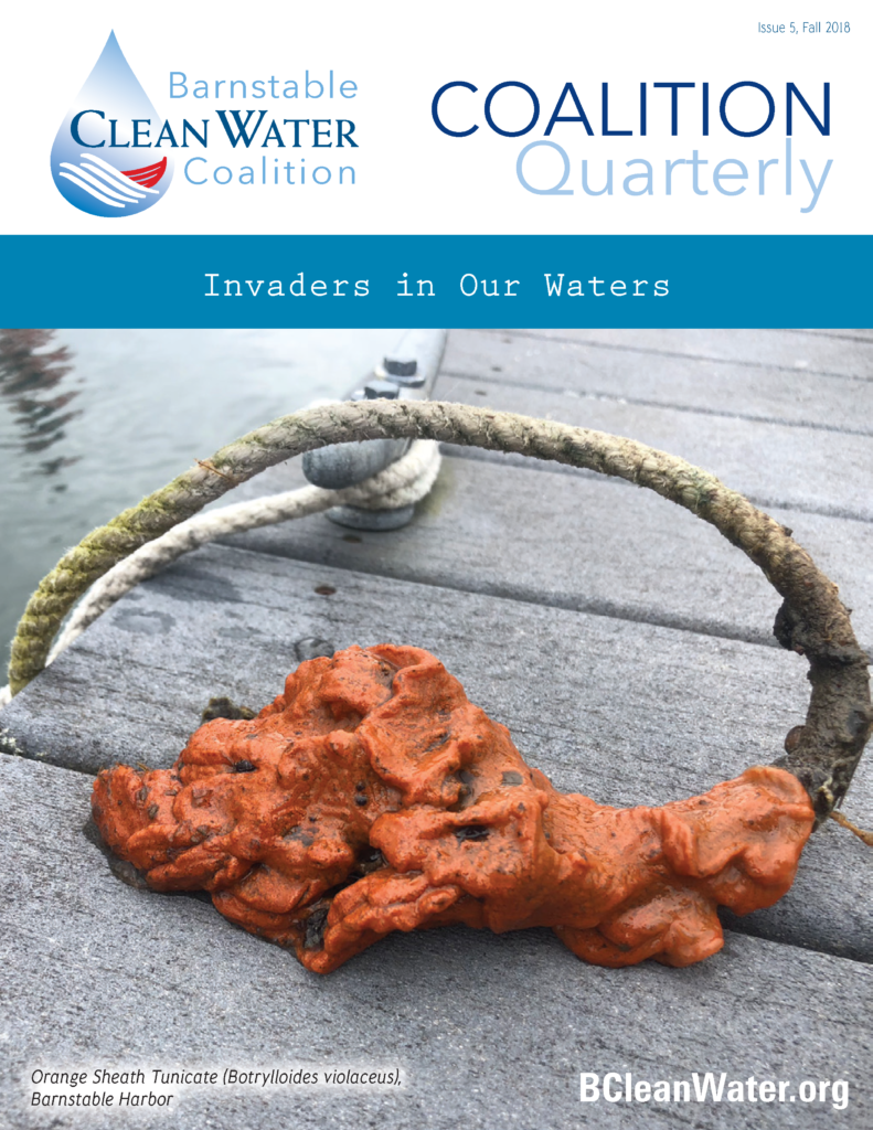 Cover image showing Barnstable Clean Water Coalition logo and Coalition Quarterly title with a blue banner reading 'Invaders in Our Waters' over a dock with orange sea creatures (tunicates) and rope; footer text includes species name and site.